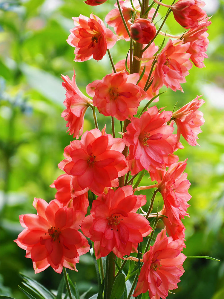 Red Rocket Larkspur