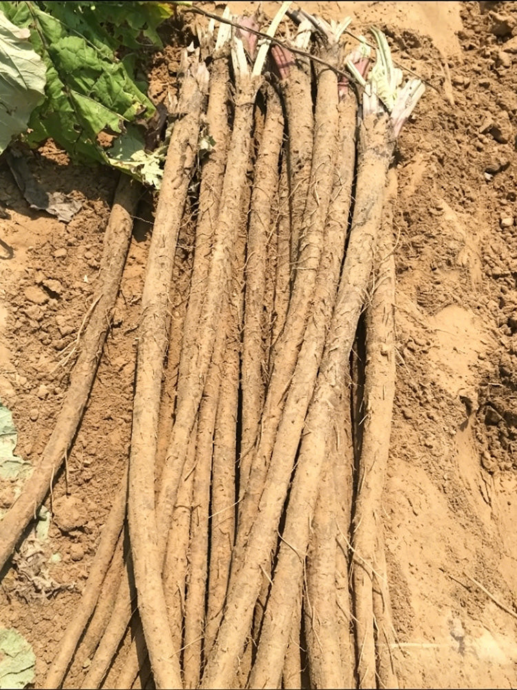 Longzhong Burdock