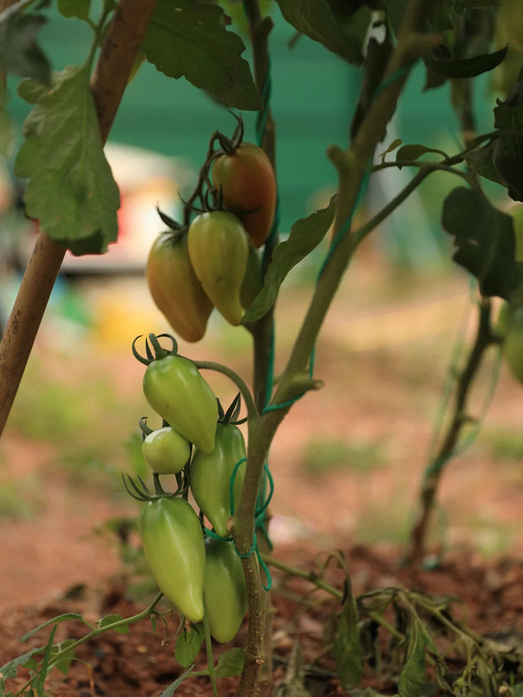 Super Sweet Mango Honey Tomato