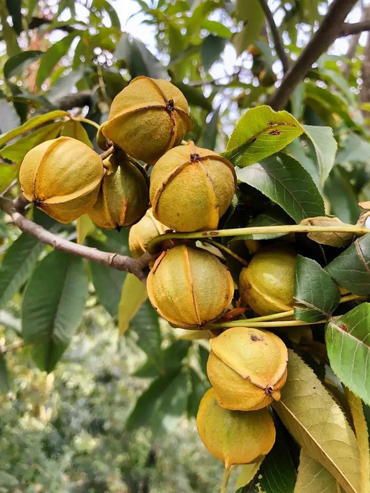 Mountain Walnut