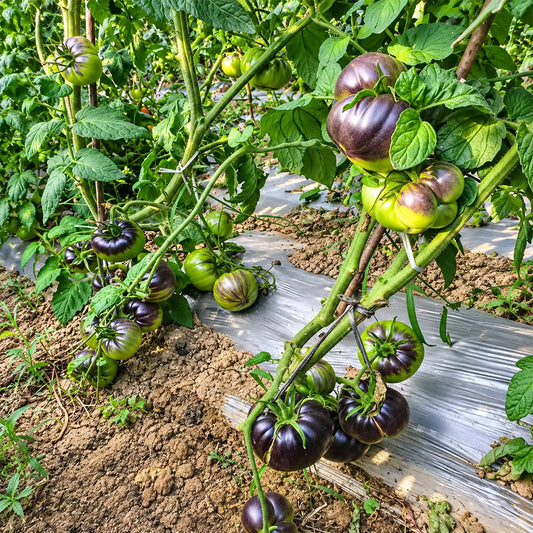 244 Elena's Amethyst Heart Tomato