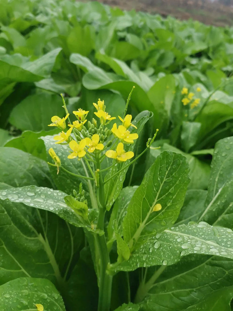Sijiu Yellow-leaf Choy Sum