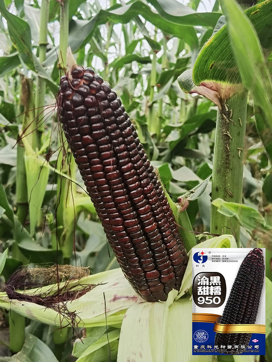 'Yu Heitian Nuo 950' Black Corn