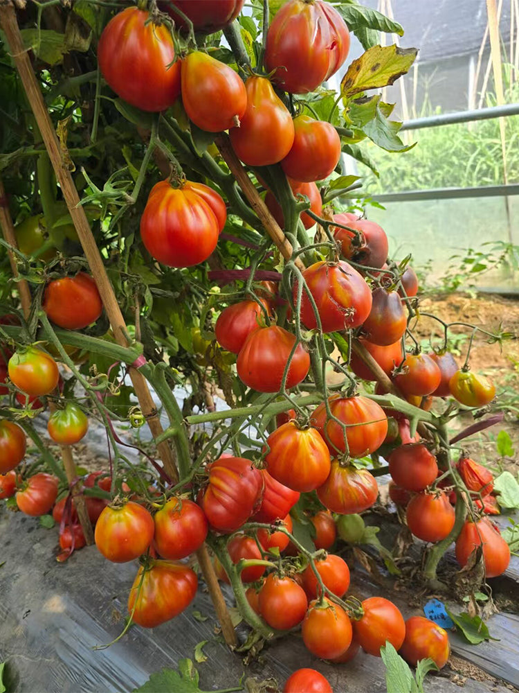 923 Japanese Purple Truffle Tomato