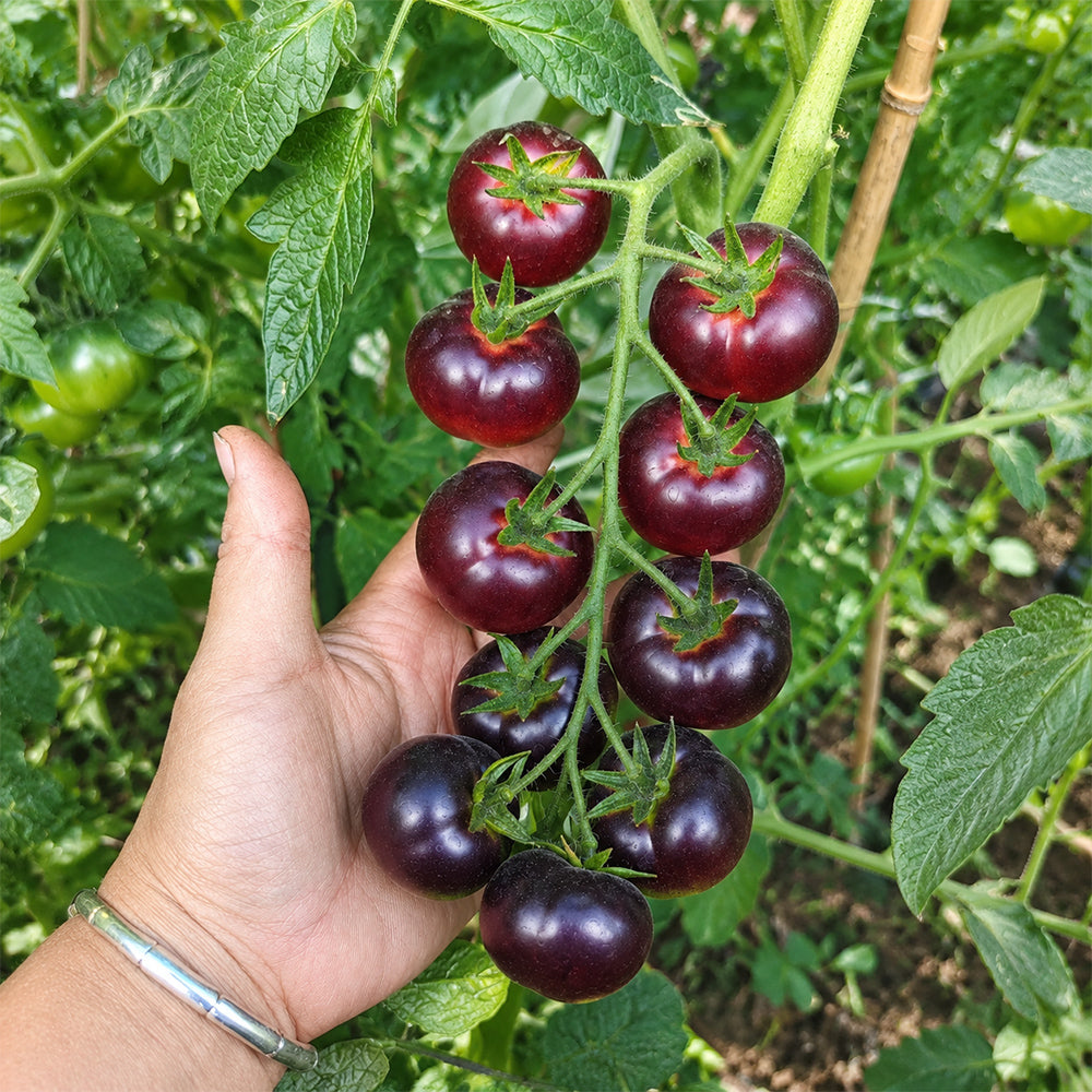398 Glossy Rose Blue Tomato