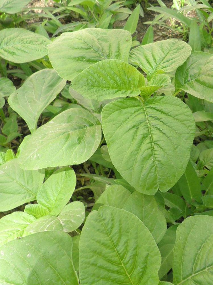 Round-leaf White Amaranth