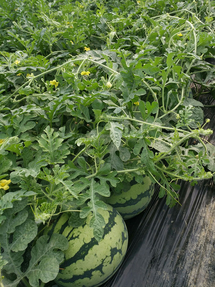 Meijia 84-24 Hybrid Watermelon