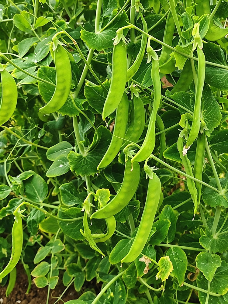 White Flower Double Pod Snow Pea