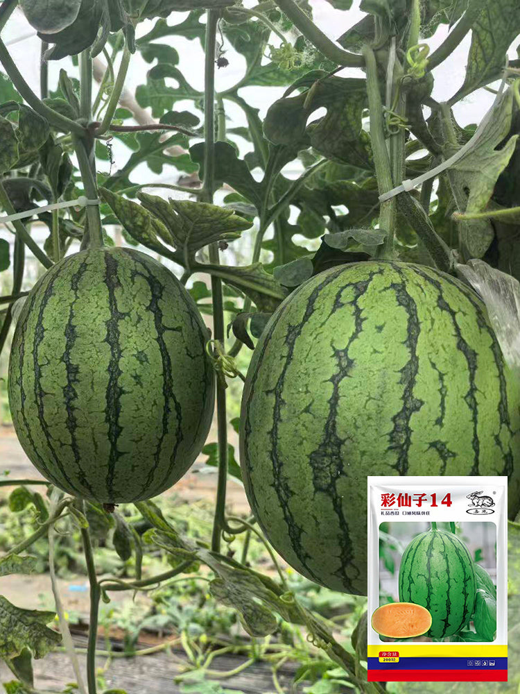 Color Fairy 14 Gift Watermelon