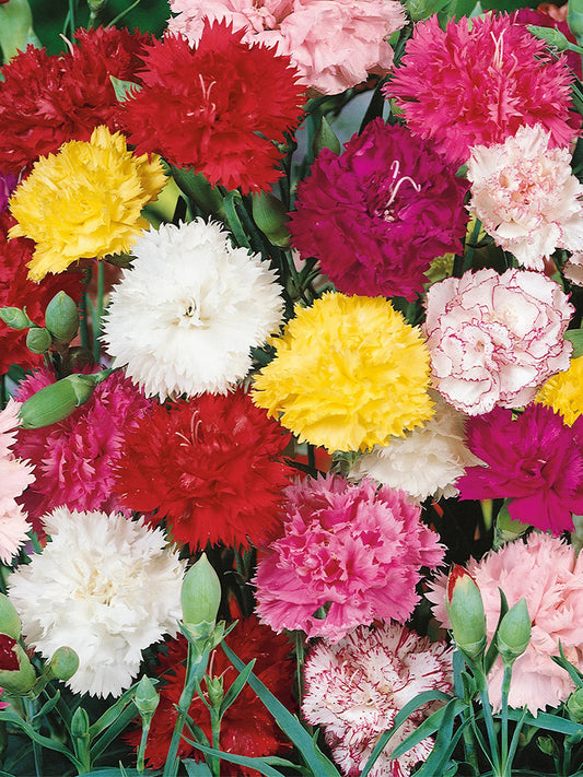 Chabaud Mixed Color Carnation