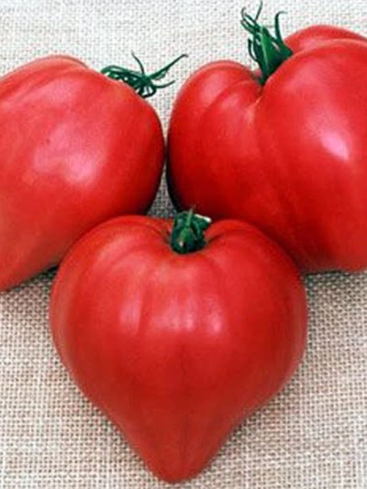 1012 Belgian Heart Tomato