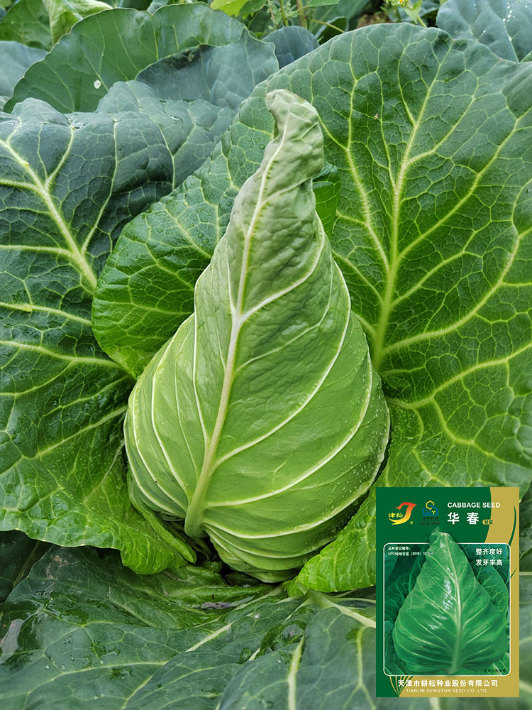 Huachun Oxheart Cabbage
