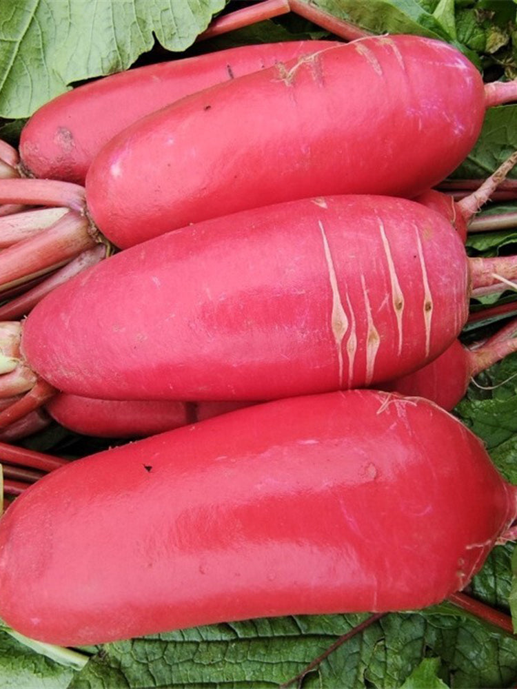 'Qishan Laobukang No.2' Water Radish
