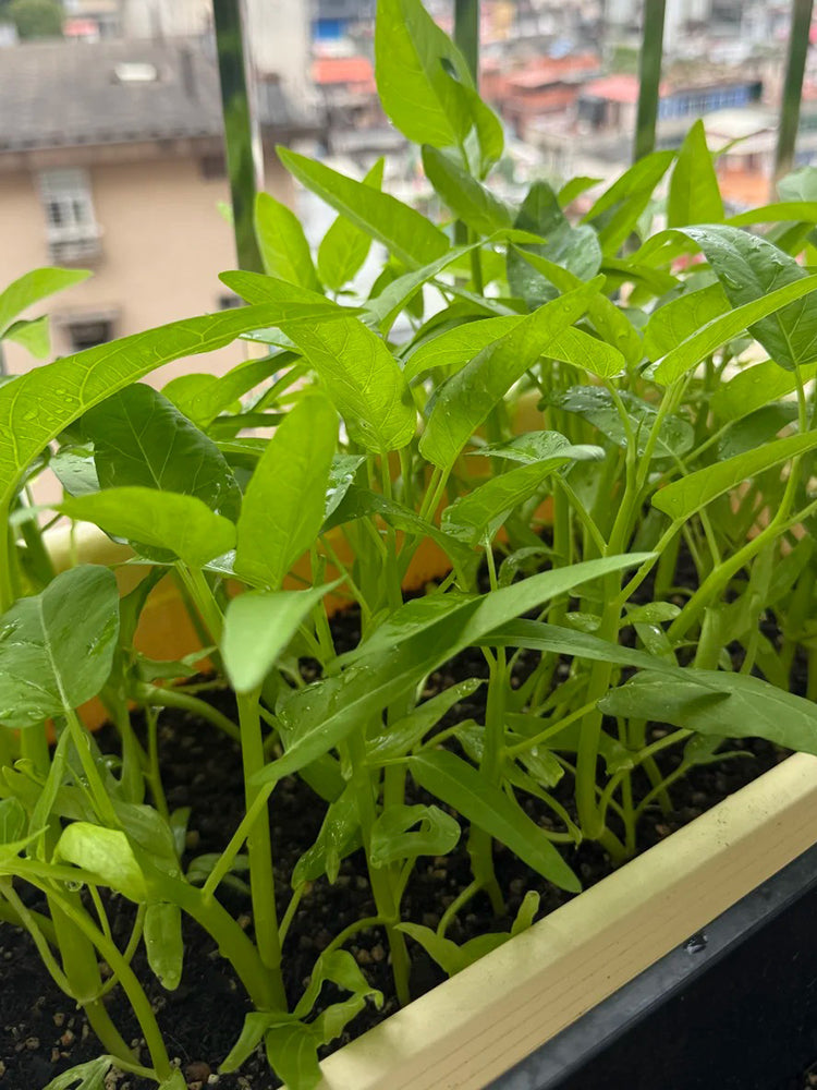 Trident Water Spinach