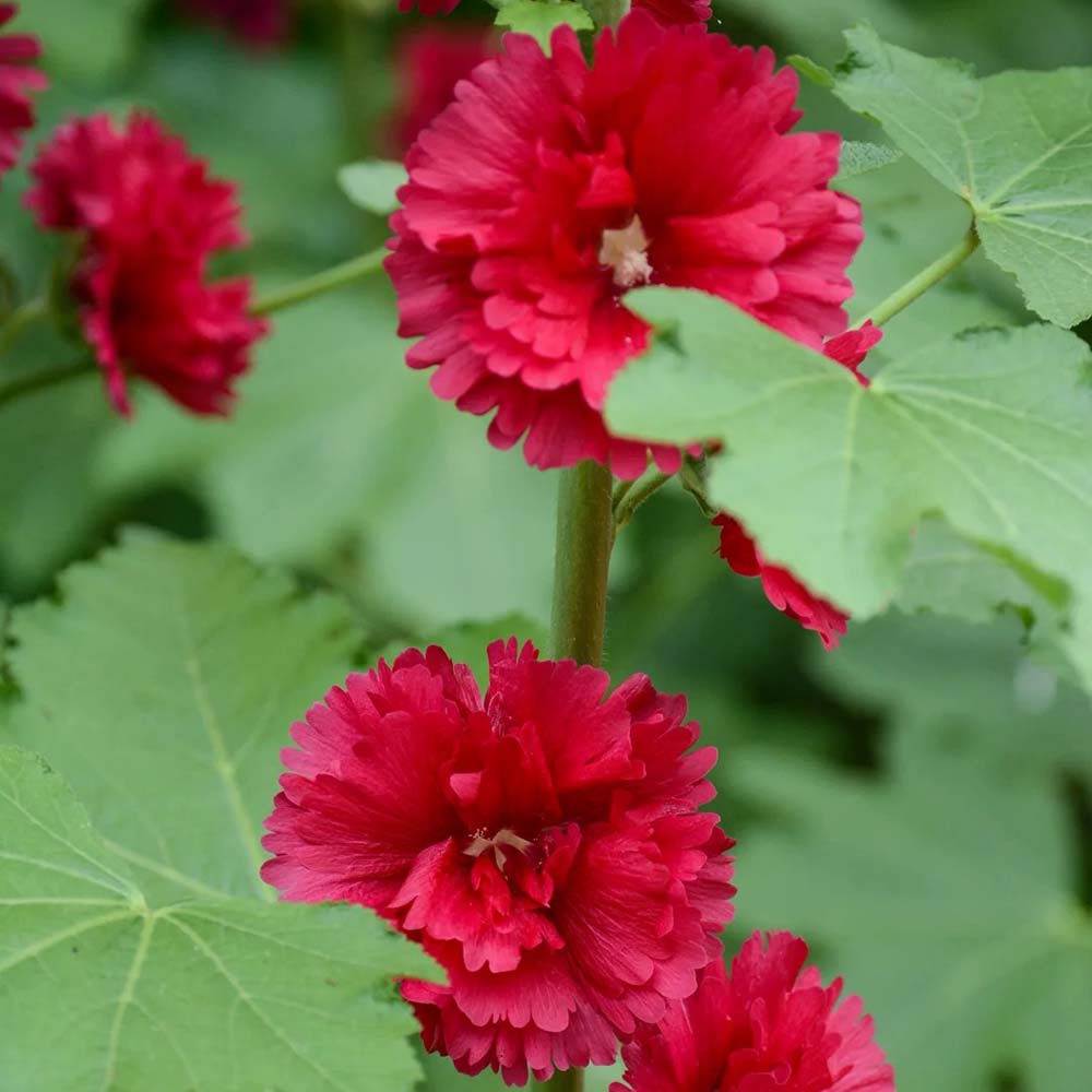 W964 Tall Double Red Hollyhock