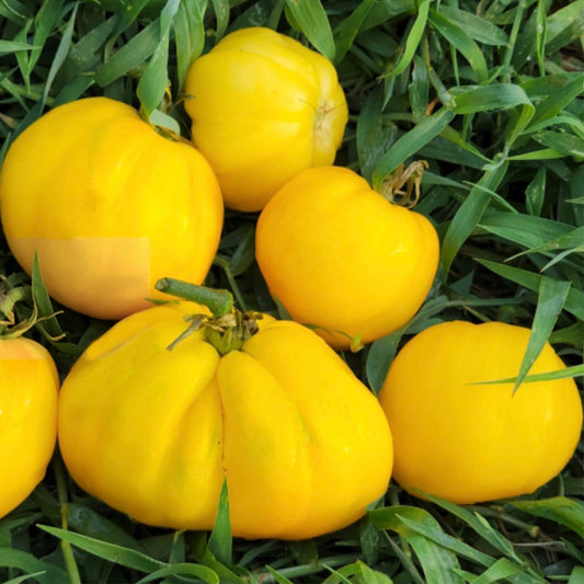 652 Teralu Yellow Tomato