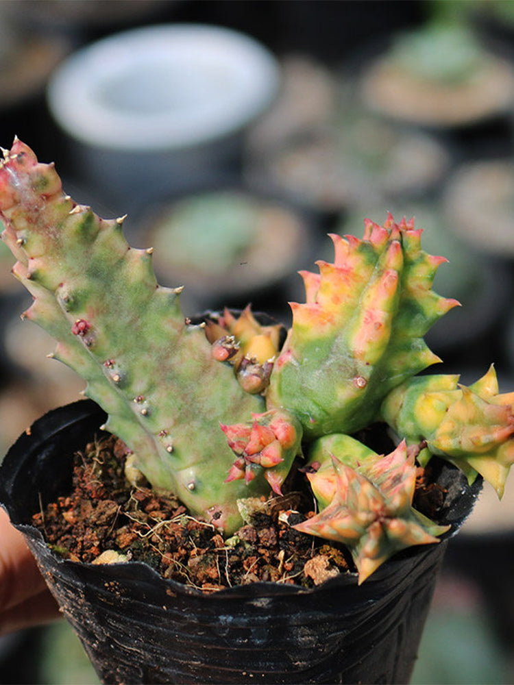 Variegated Huernia zebrina 'Lifesaver'