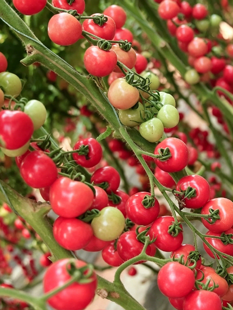 Saint Anne Cherry Tomato