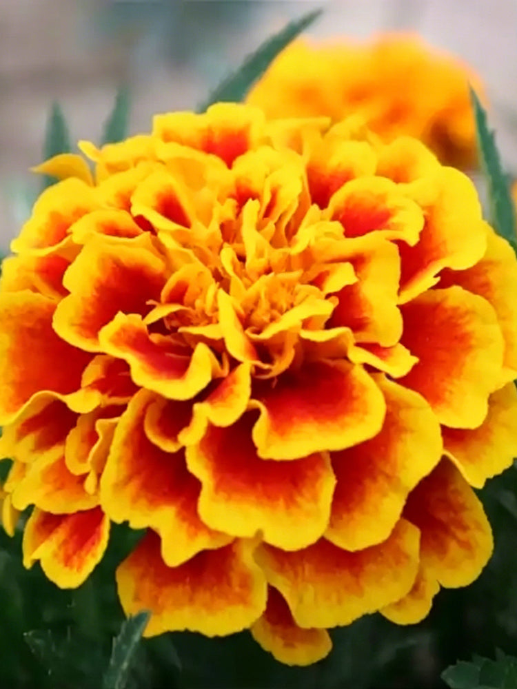 Dwarf French Marigold