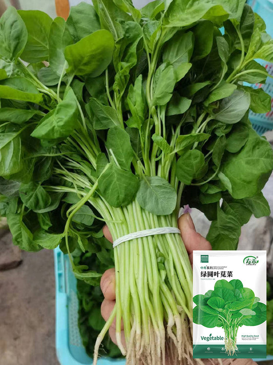 Green Round Leaf Amaranth
