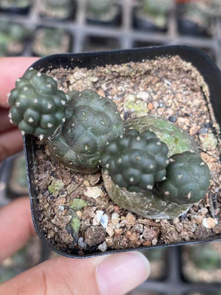 Tephrocactus bonnieae
