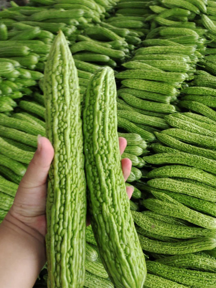 'Lvjinlong' Bitter Melon