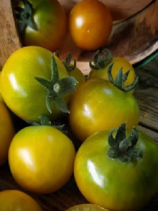 'Fat Frog' Micro Dwarf Tomato