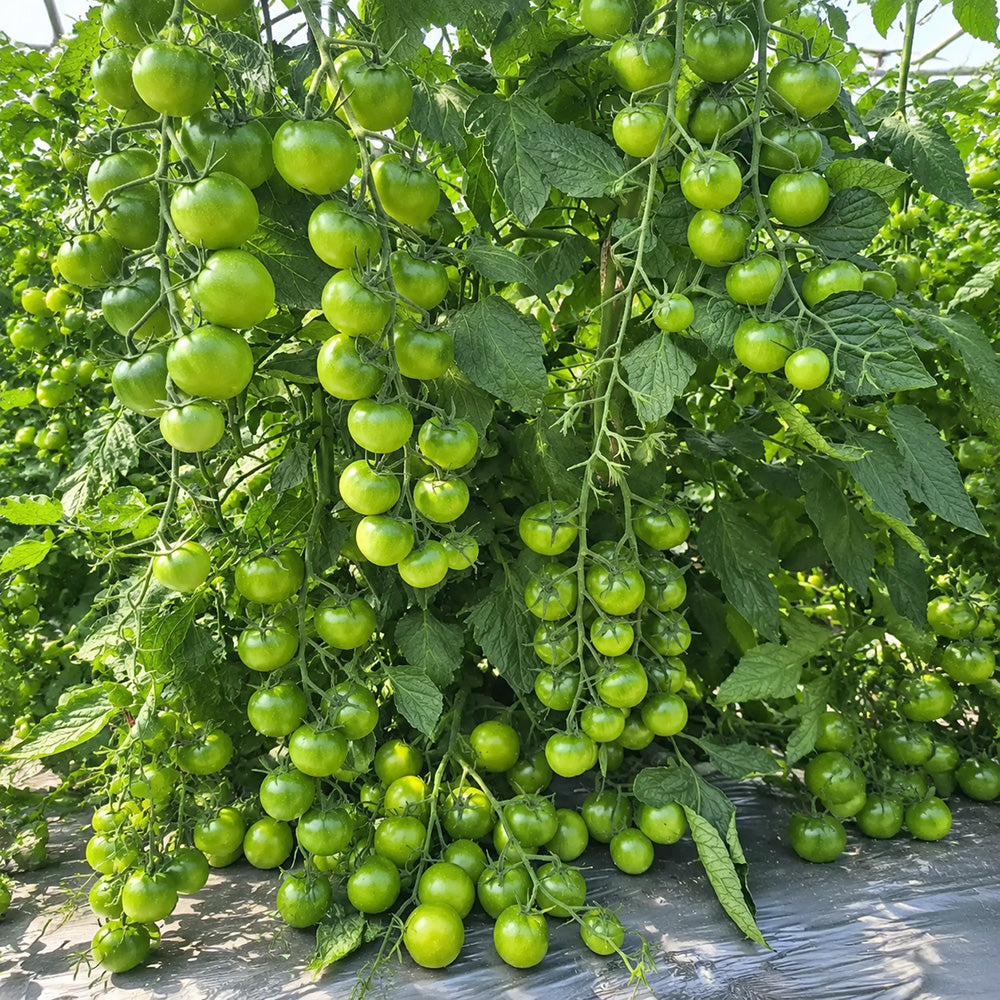 125 Gobstopper Tomato