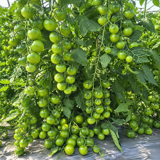 125 Gobstopper Tomato
