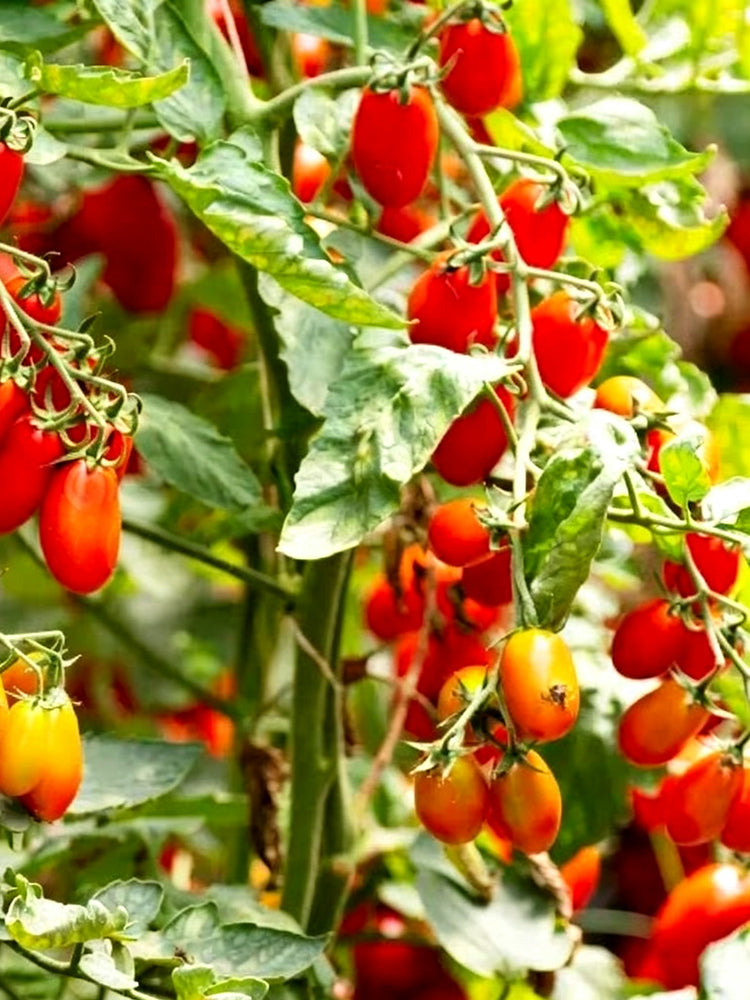 968 Red Date Tomato