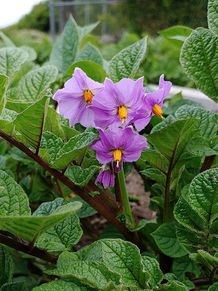 True Potato Seeds (TPS), Chiar Choque Pitu (Solanum curtilobum)
