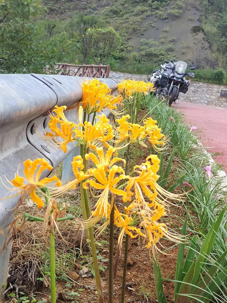 Yellow Spider Lily