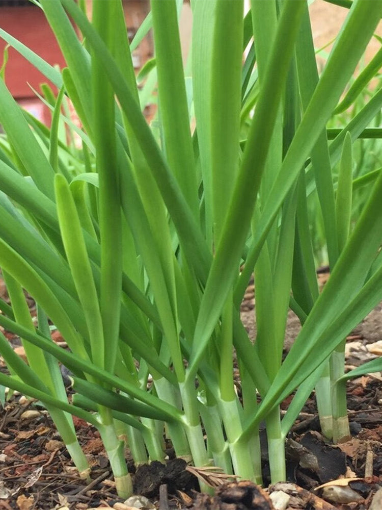 Fusheng No.1 Snow Leek