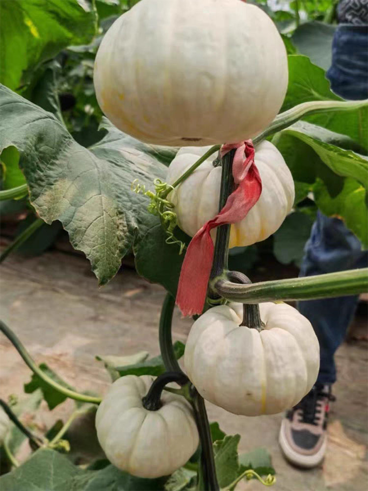 Tianzi Yubei White Baby Pumpkin