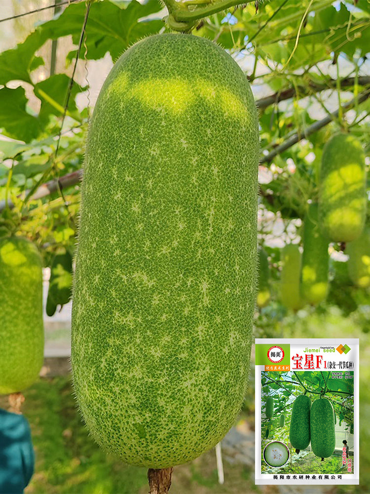 Baoxing F1 Hybrid Hairy Gourd