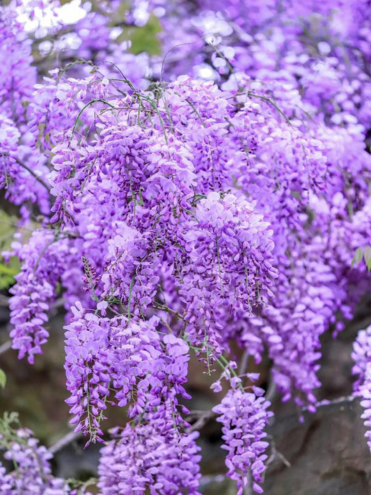 Chinese wisteria (Wisteria sinensis)
