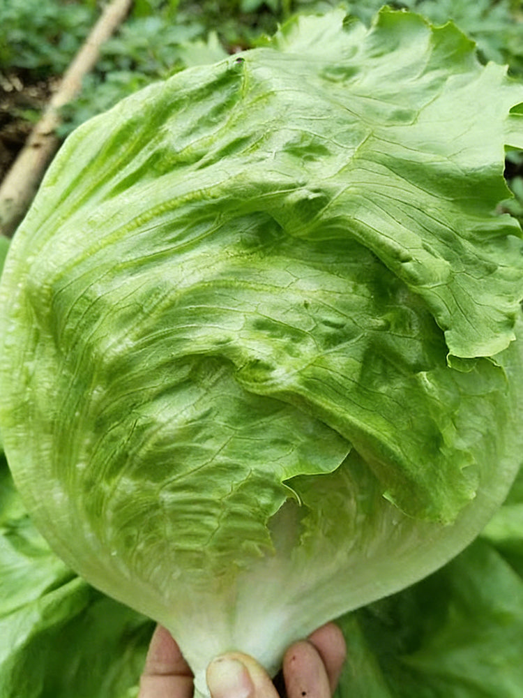 Meilü 103 Crisphead Lettuce