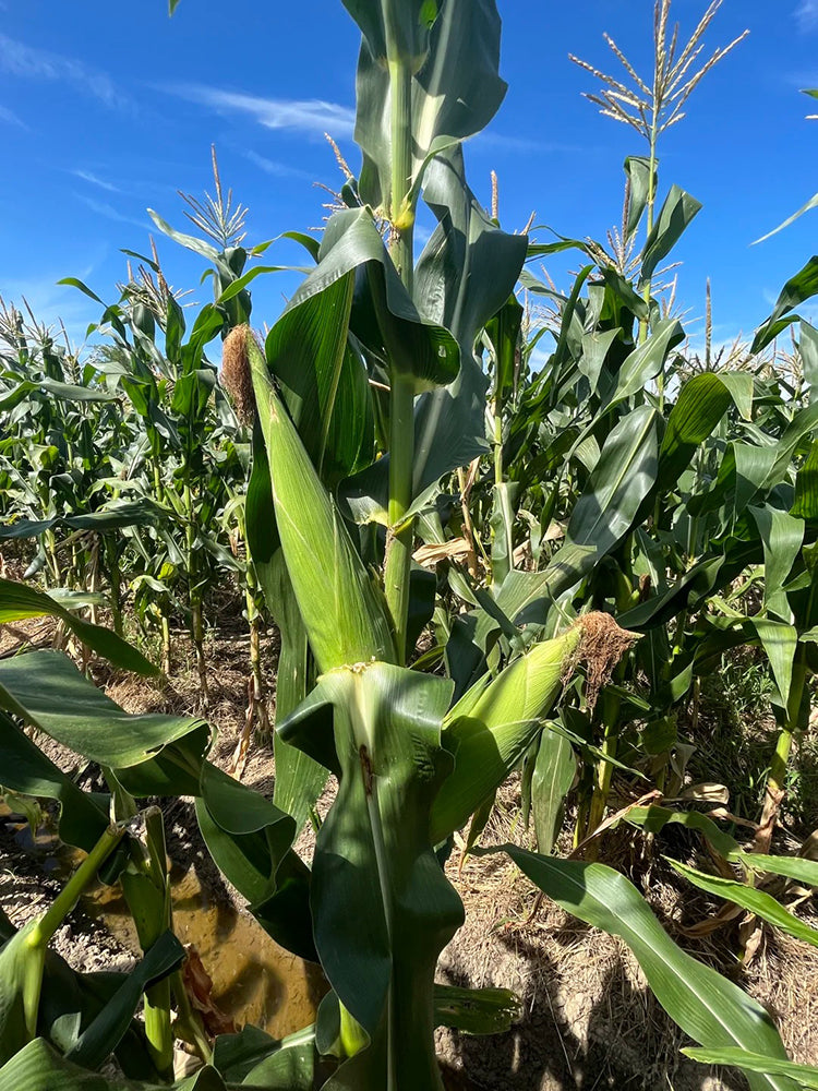 Huangnuo 589 Waxy Corn