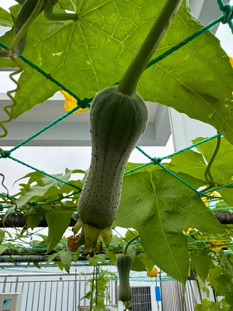 Yucui Sponge Gourd