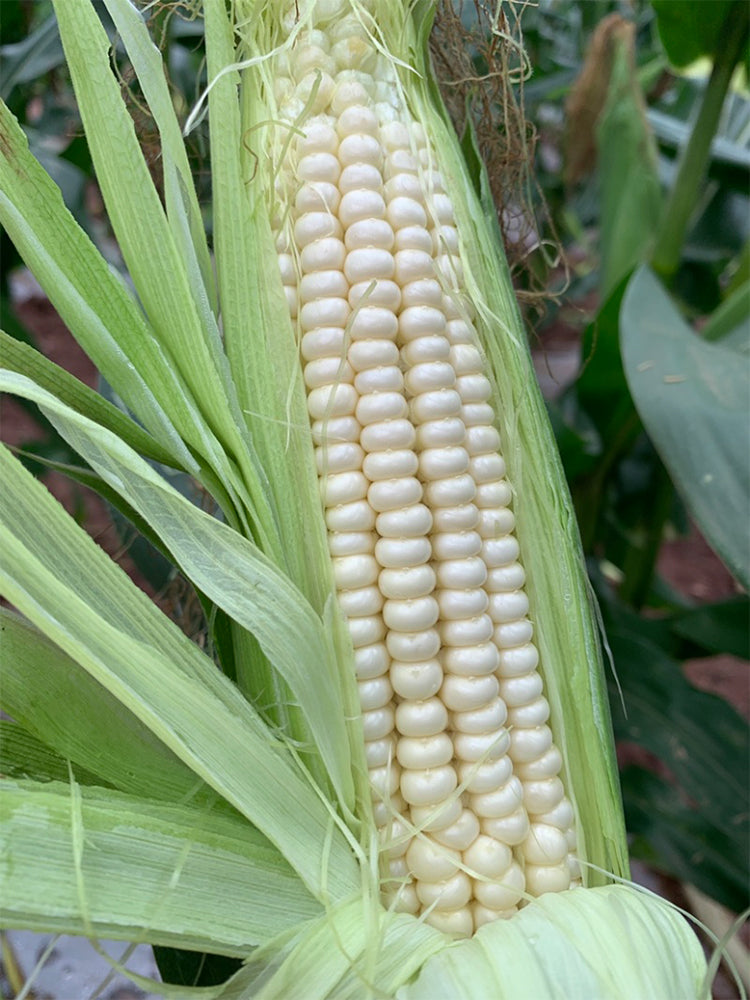 White Sweet Glutinous Corn