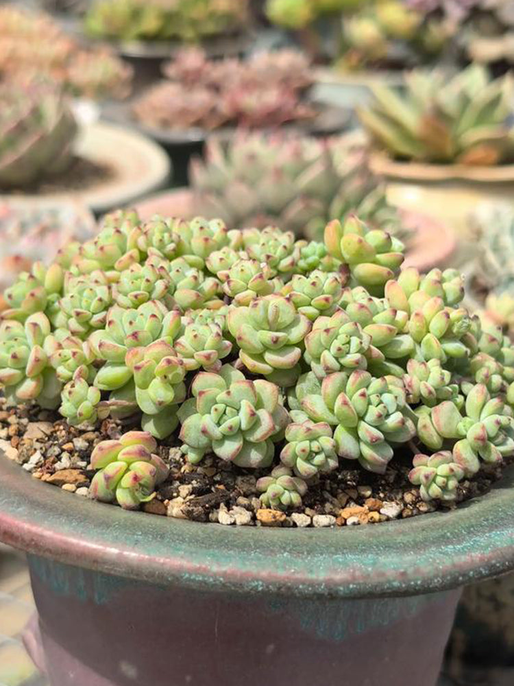 Echeveria Caramel Spirit