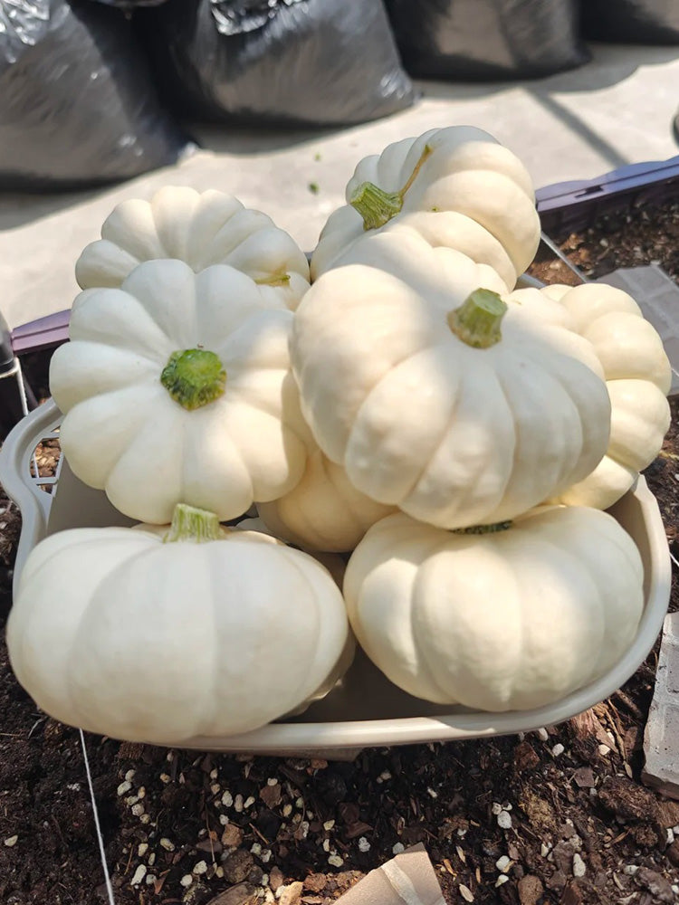 Specialty Mini White Beibei Squash