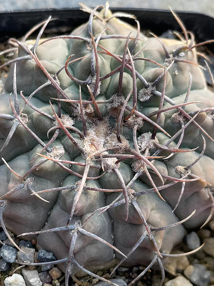 Gymnocalycium riojense