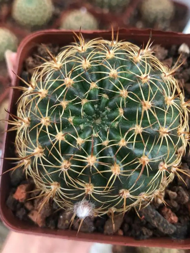 Lobivia Cactus