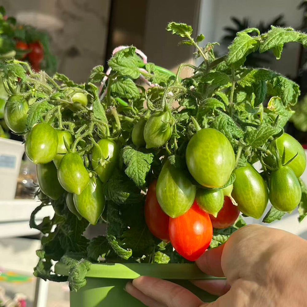 829 Micro Laura Tomato
