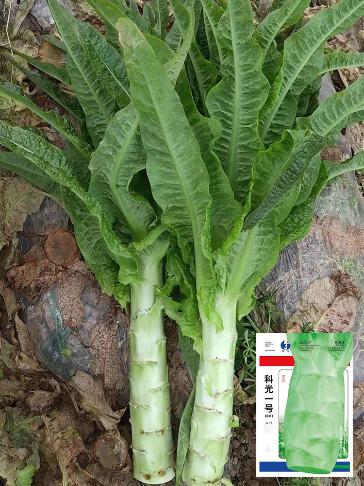 'Keguang No.1' Stem Lettuce