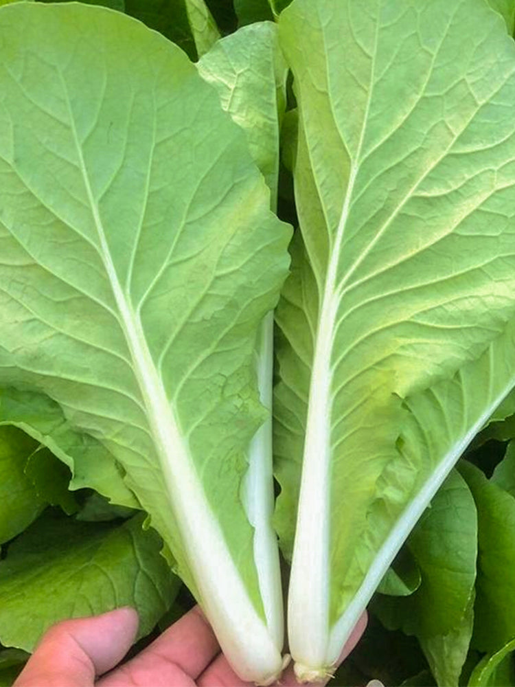 White-Stemmed Bok Choy