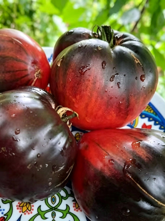 955 Sergeant Pepper's x Pascal Tomato