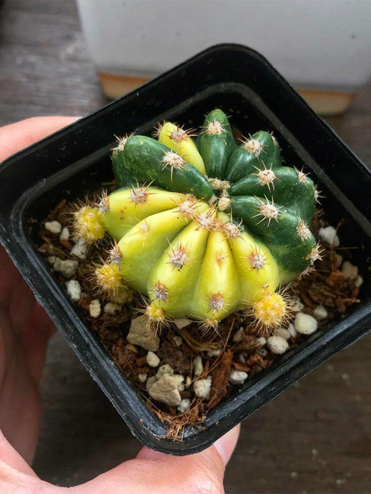 Echinopsis subdenudata Variegata
