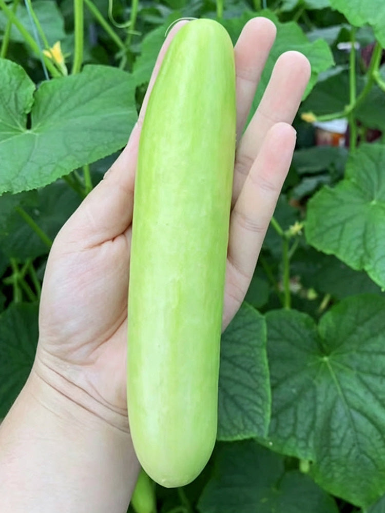 'Zhongnong Cuiyu No.4' Fruit Cucumber